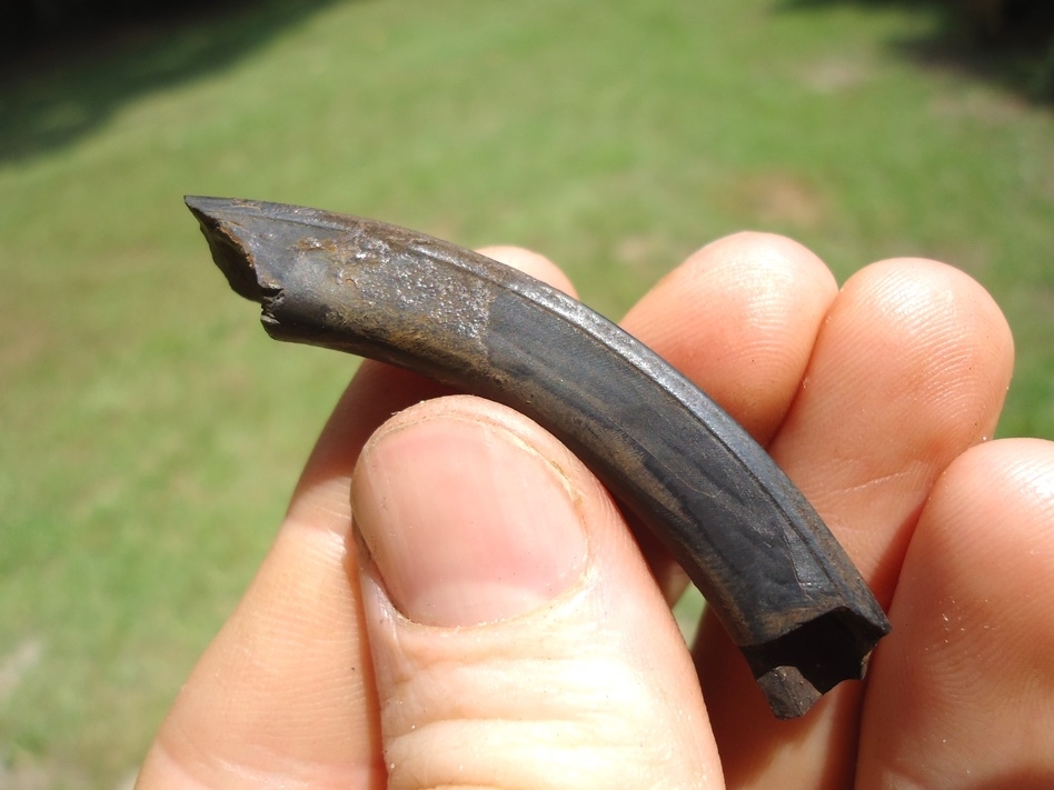 Large image 2 Nice Section of Beaver Incisor Tooth