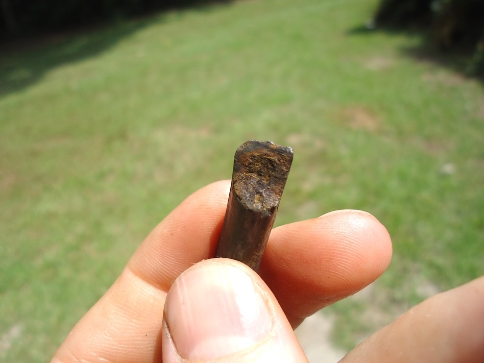 Large image 3 Nice Section of Beaver Incisor Tooth