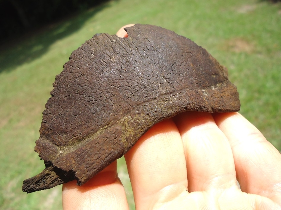 Large image 3 Rare Snapping Turtle Nuchal Scute