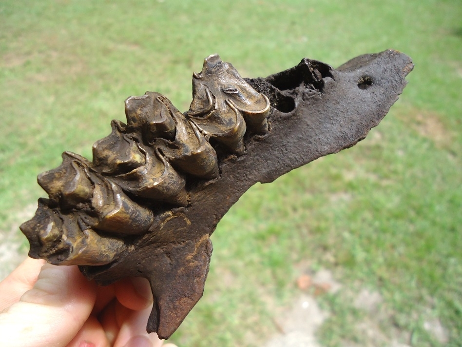 Large image 6 Awesome Section of Llama Maxilla with Three Teeth