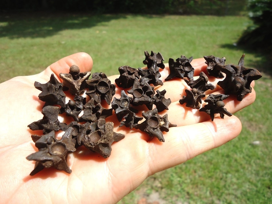 Large image 1 25 Choice Fossil Snake Vertebrae