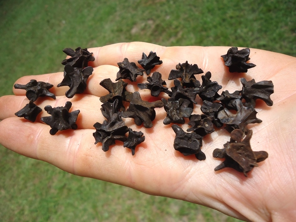 Large image 2 25 Fossil Salamander Vertebrae