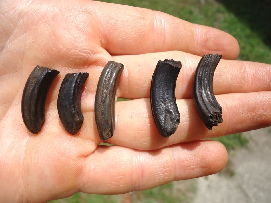 Large image 2 Five Choice Beaver Molars