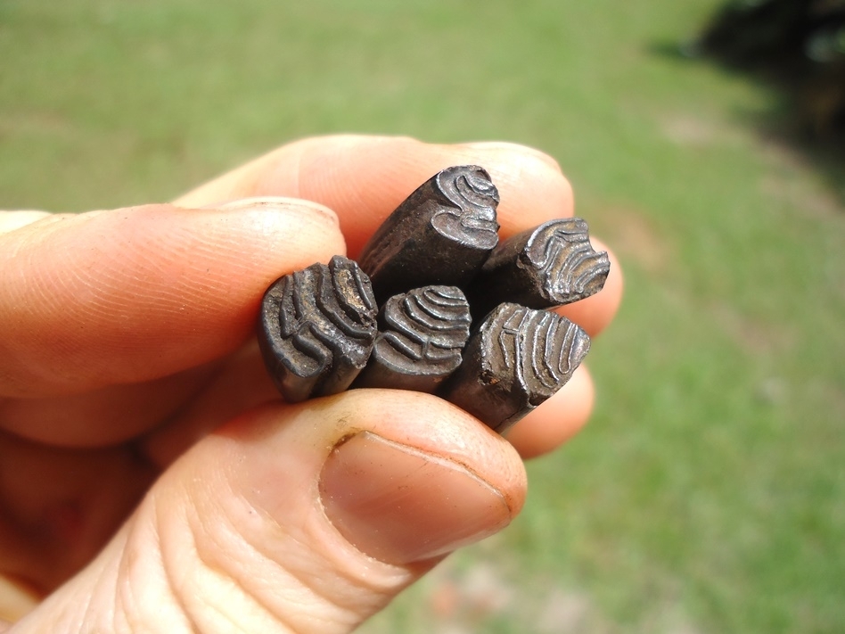 Large image 3 Five Choice Beaver Molars