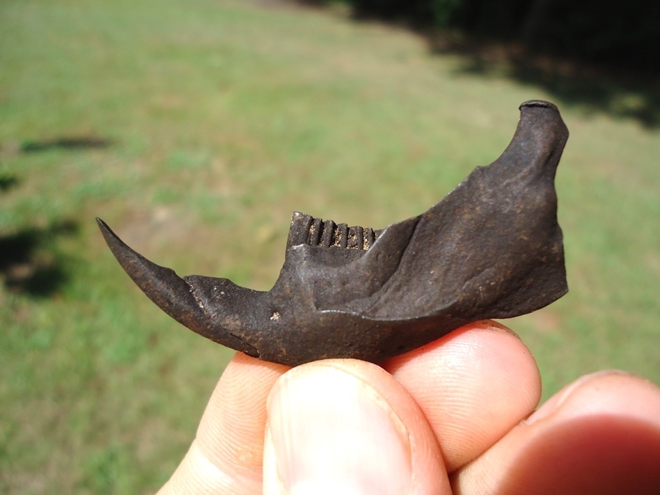 Large image 1 Top Quality Muskrat Mandible