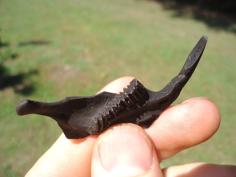 Large image 2 Top Quality Muskrat Mandible