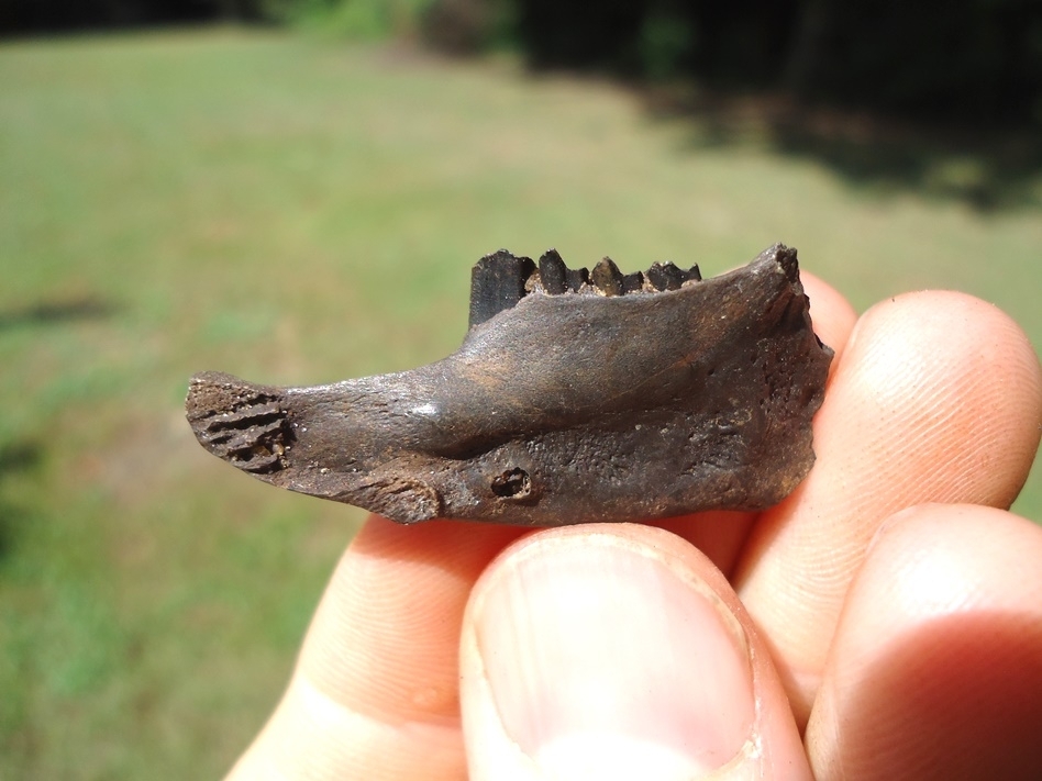 Large image 1 Very Nice Rabbit Mandible