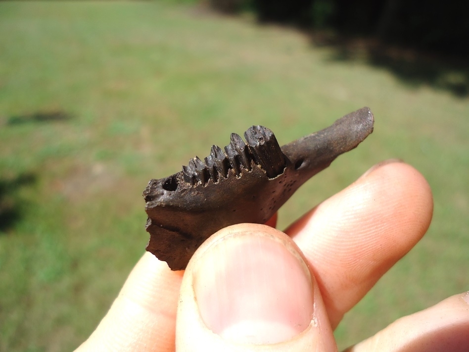 Large image 2 Very Nice Rabbit Mandible