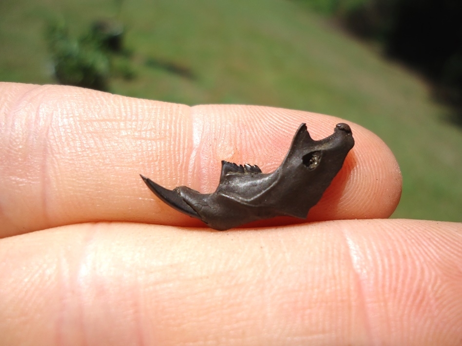 Large image 1 Top Quality Cotton Rat Mandible