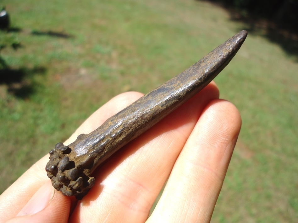 Large image 1 Uncommon Complete Deer Antler Spike