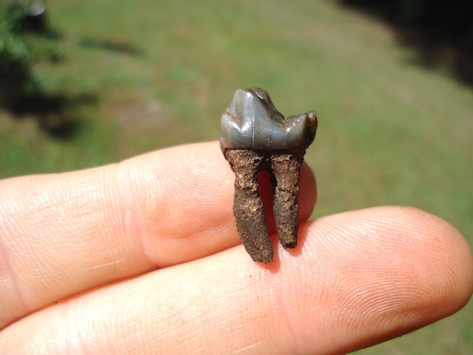 Large image 1 Exceptional Peccary Premolar Tooth