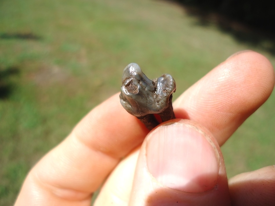 Large image 2 Exceptional Peccary Premolar Tooth