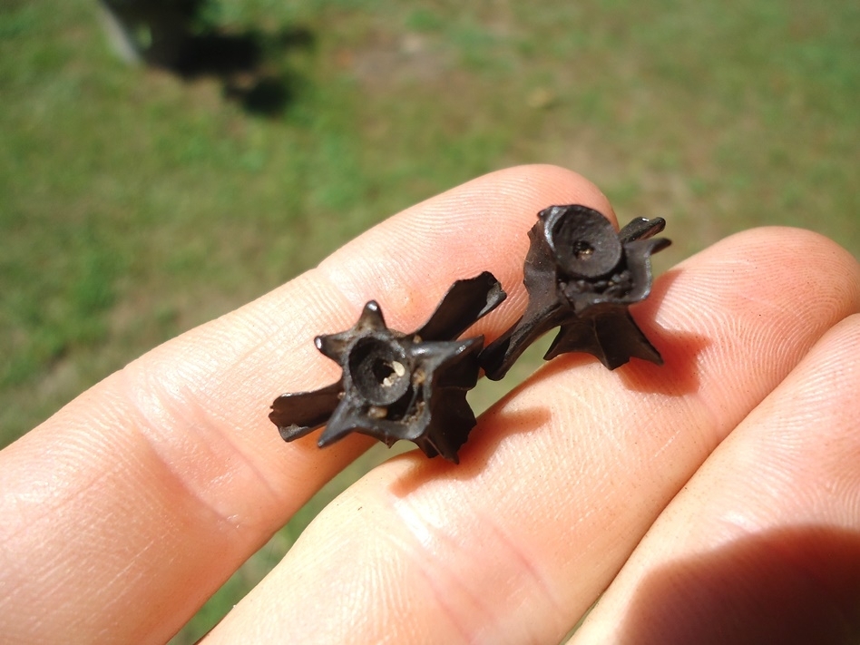 Large image 1 Two Extra Large Fresh Water Salamander Vertebrae