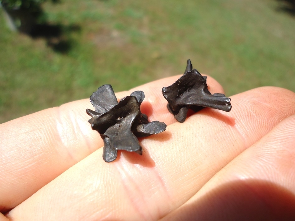 Large image 3 Two Extra Large Fresh Water Salamander Vertebrae