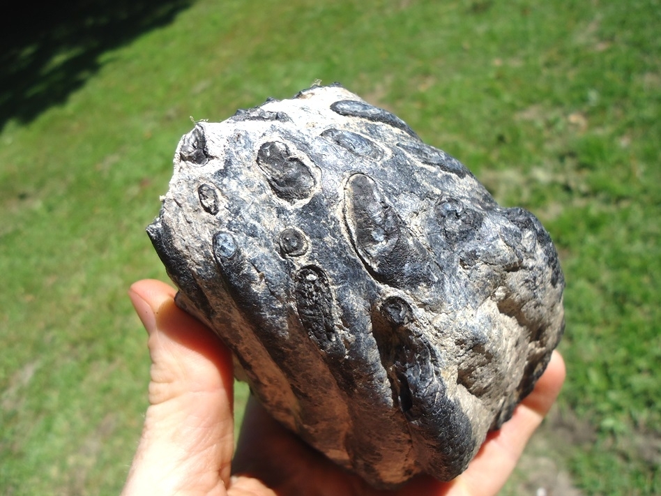 Large image 1 Bargain Partial Mammoth Tooth