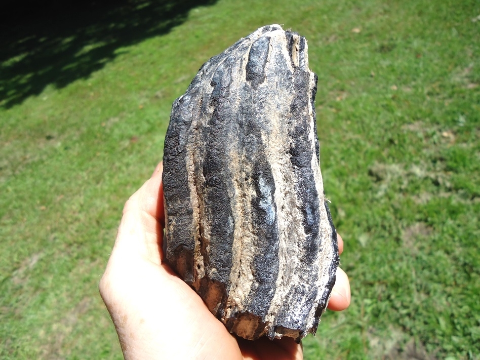 Large image 2 Bargain Partial Mammoth Tooth