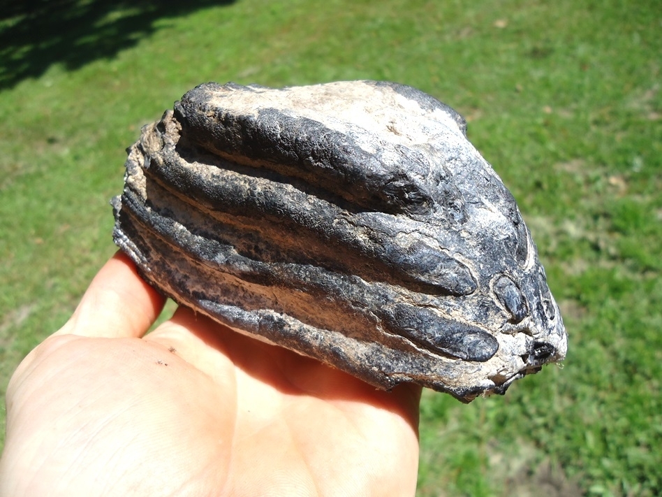 Large image 3 Bargain Partial Mammoth Tooth