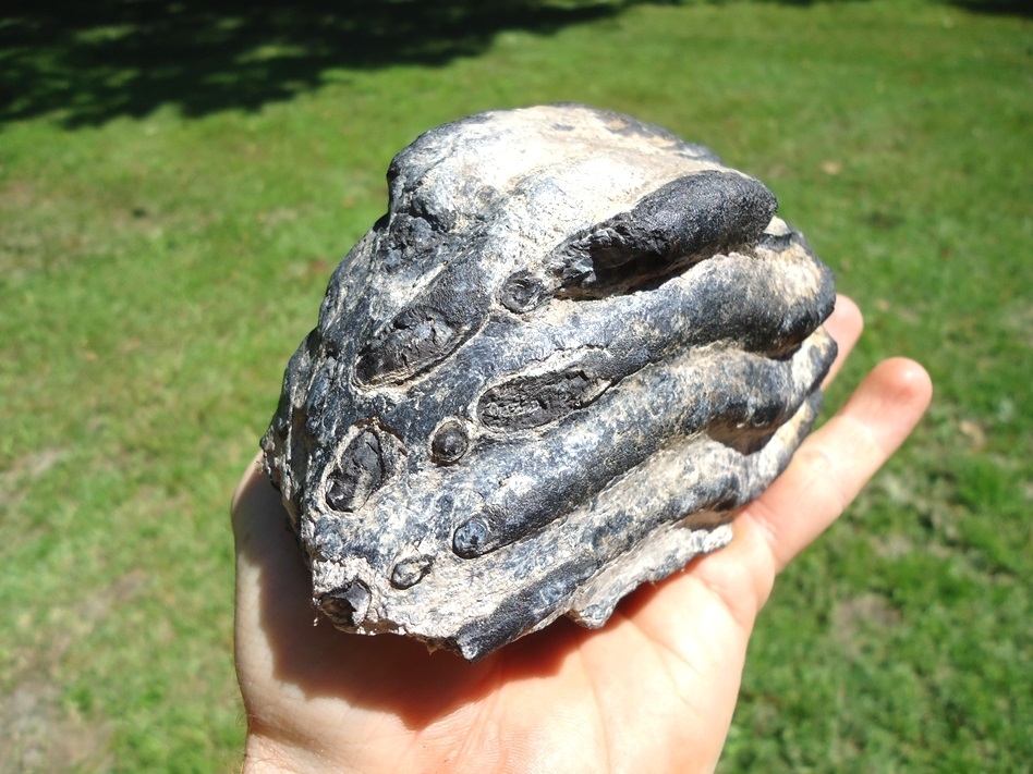 Large image 4 Bargain Partial Mammoth Tooth