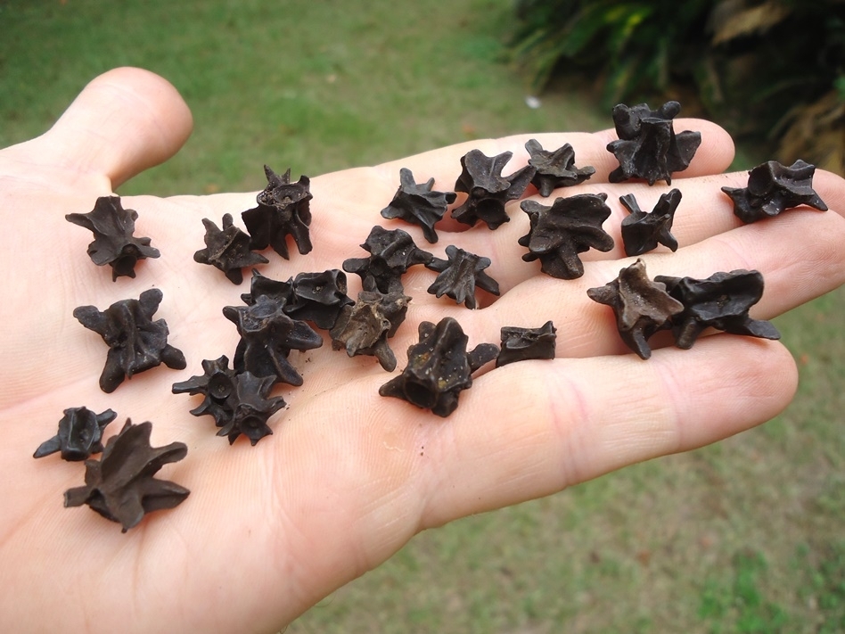 Large image 1 25 Fossil Salamander Vertebrae