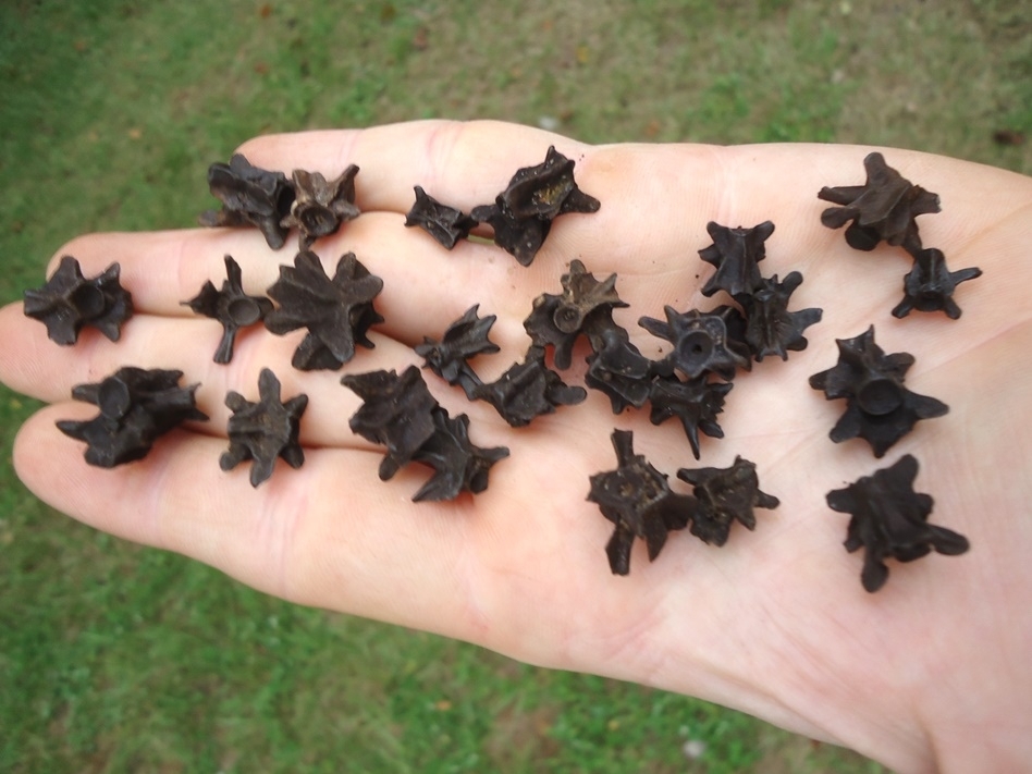 Large image 2 25 Fossil Salamander Vertebrae