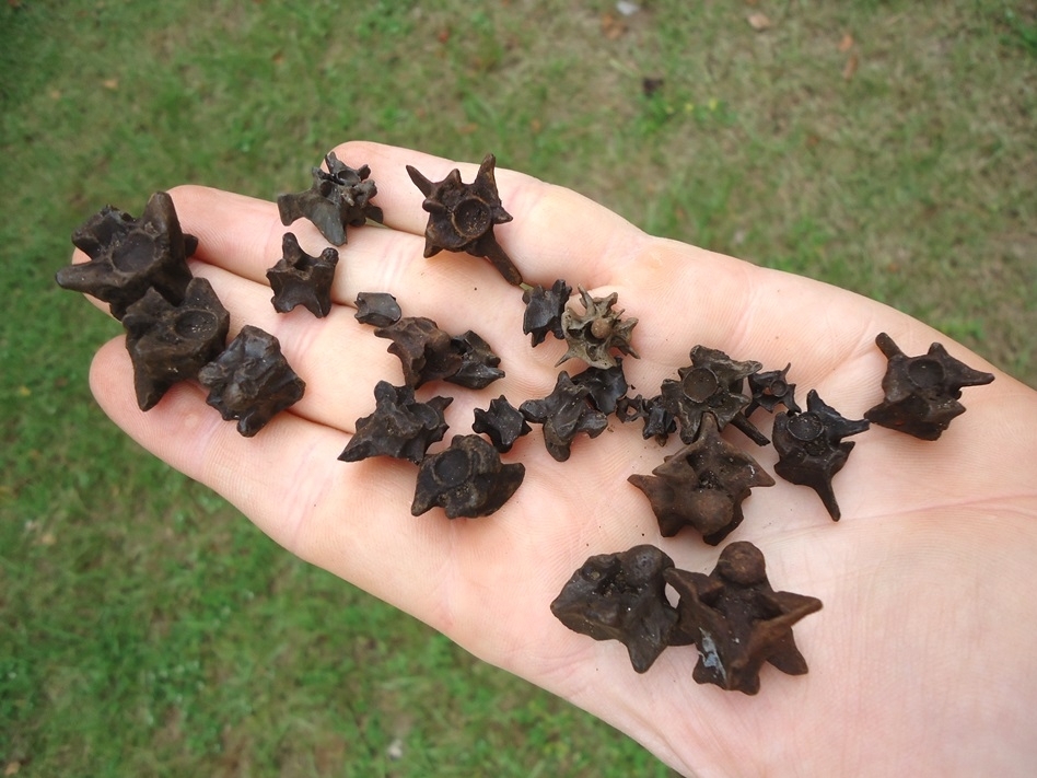 Large image 2 25 Choice Fossil Snake Vertebrae