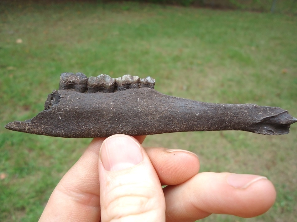 Large image 1 Nice Deer Mandible with Four Teeth