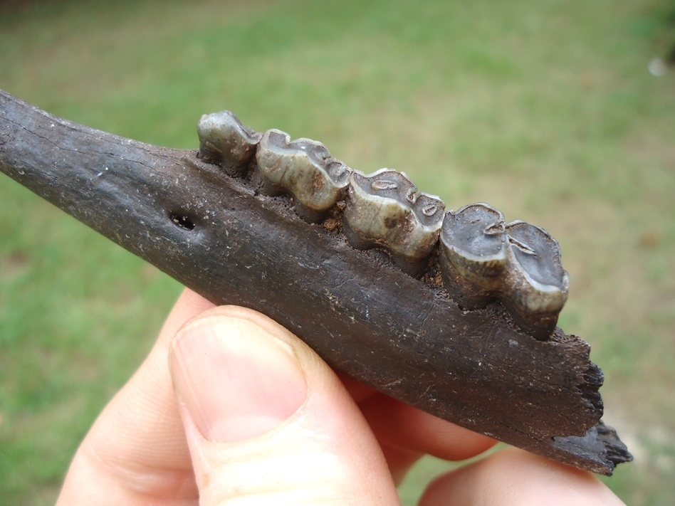 Large image 2 Nice Deer Mandible with Four Teeth