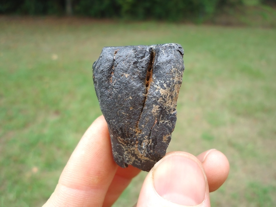 Large image 1 Bargain Price Juvenile Mammoth Tooth