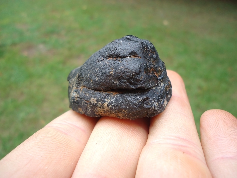 Large image 4 Bargain Price Juvenile Mammoth Tooth