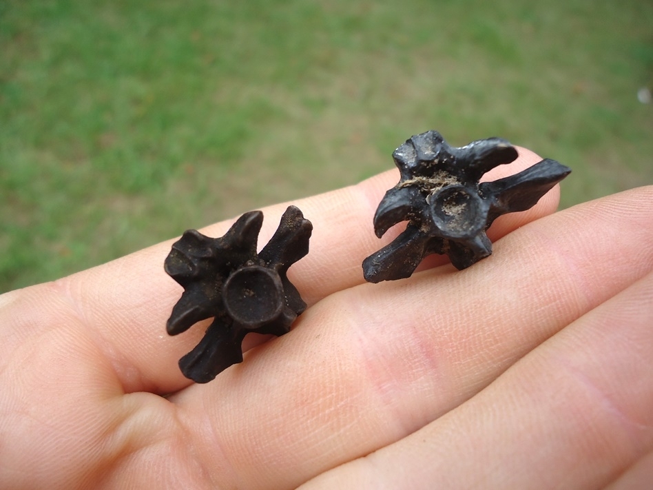 Large image 1 Two Extra Large Fresh Water Salamander Vertebrae