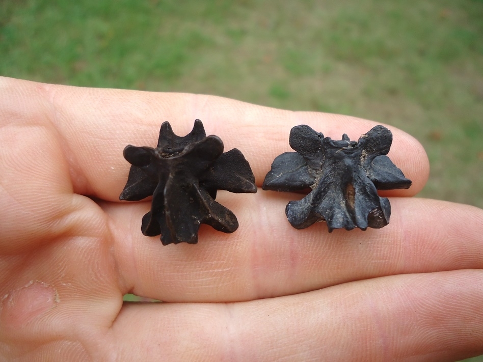 Large image 2 Two Extra Large Fresh Water Salamander Vertebrae