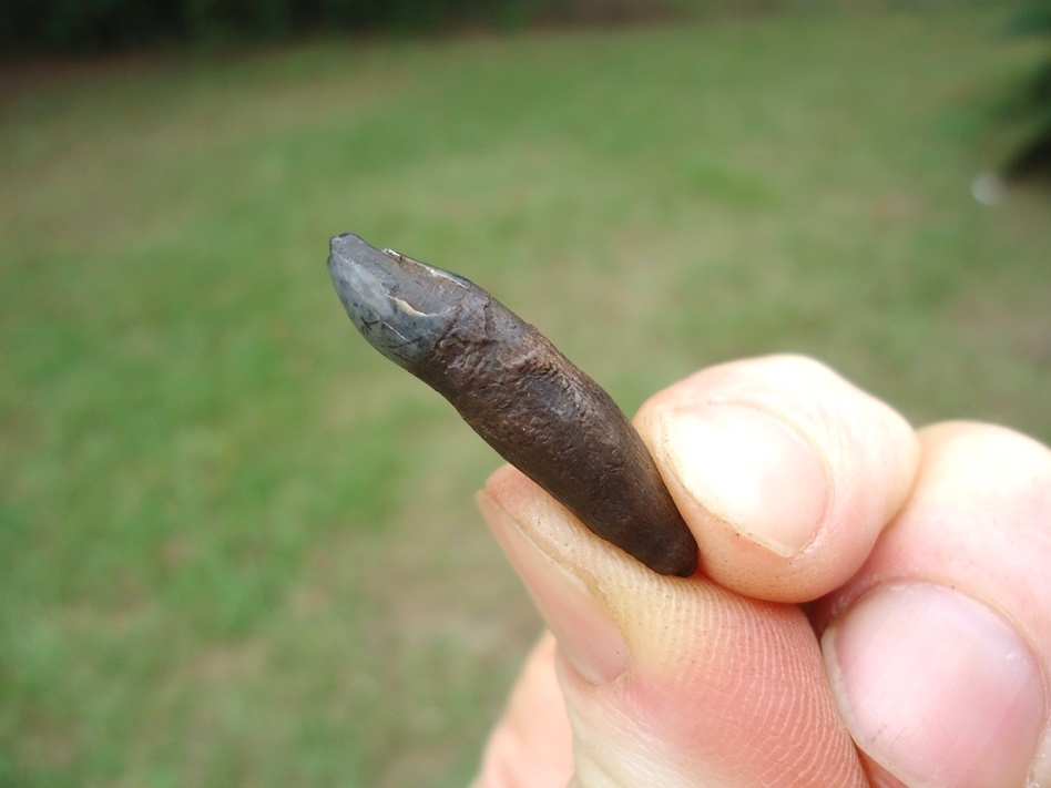 Large image 1 Uncommon Bottlenose Dolphin Tooth