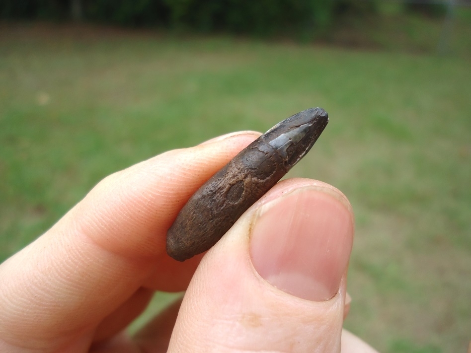 Large image 2 Uncommon Bottlenose Dolphin Tooth