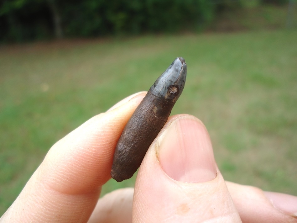 Large image 3 Uncommon Bottlenose Dolphin Tooth