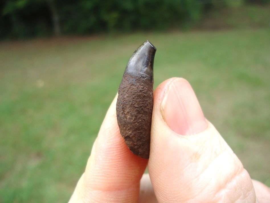 Large image 1 Uncommon Bottlenose Dolphin Tooth