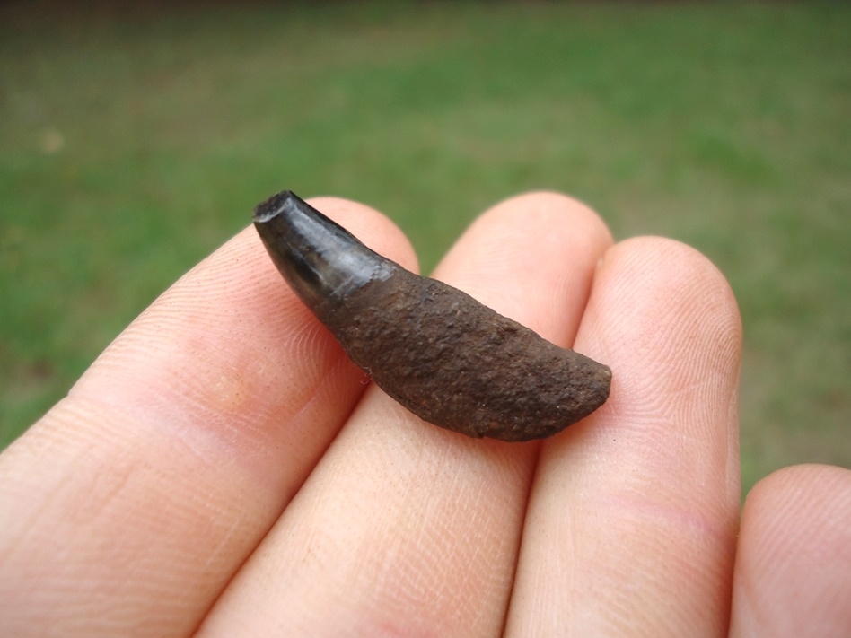 Large image 3 Uncommon Bottlenose Dolphin Tooth