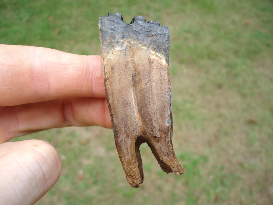 Large image 1 Uncommon Rooted Horse Lower Molar