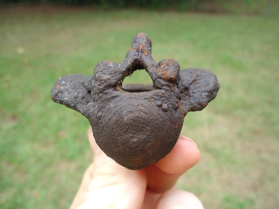 Large image 1 Excellent Sloth Caudal Vertebra