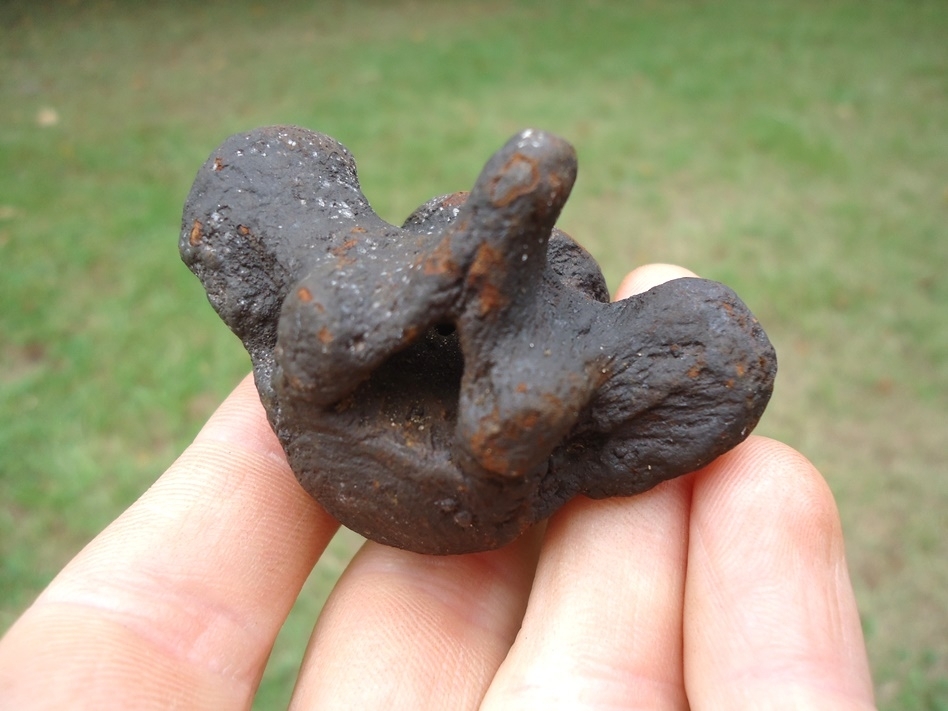 Large image 2 Excellent Sloth Caudal Vertebra