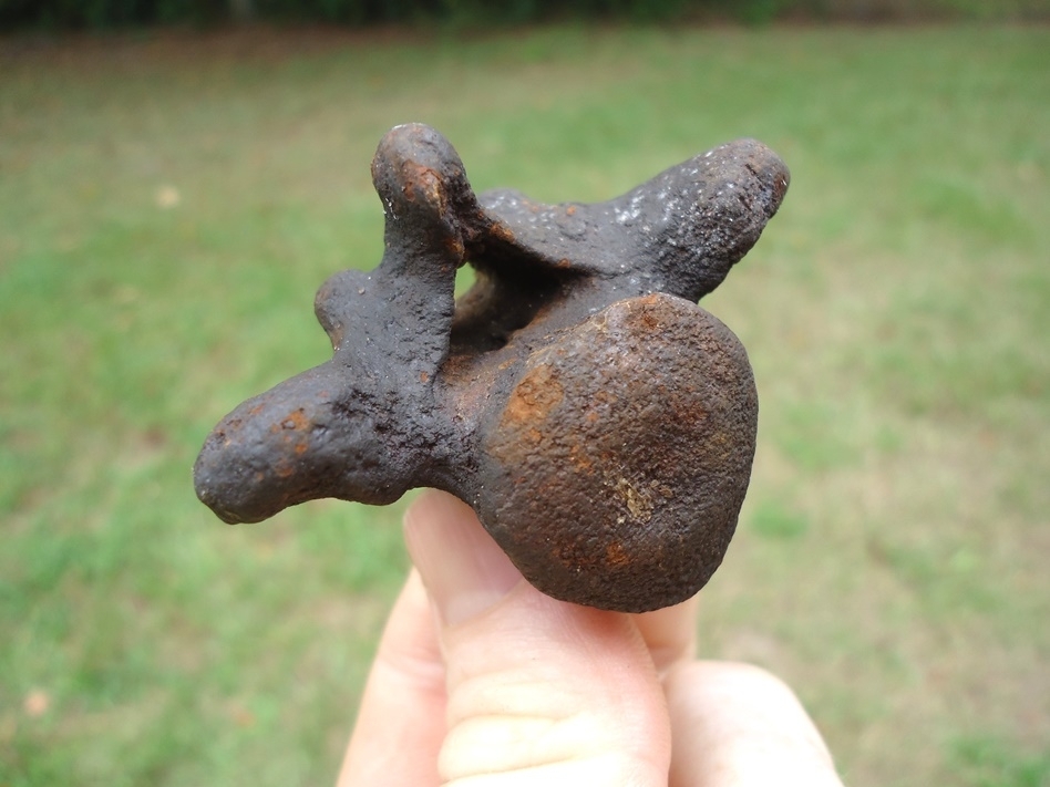 Large image 3 Excellent Sloth Caudal Vertebra