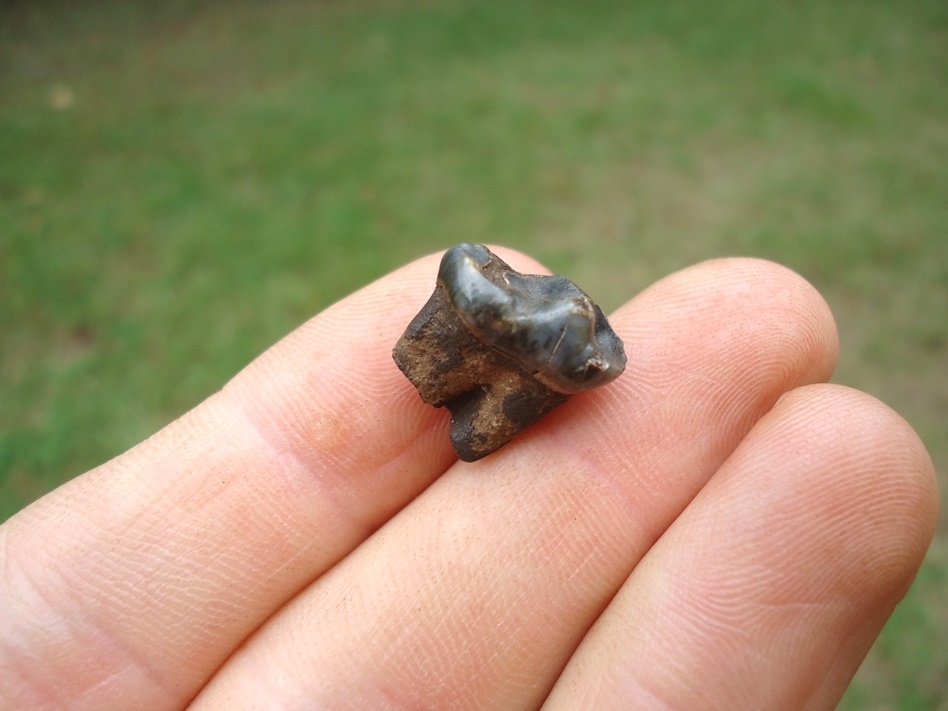 Large image 3 Choice Quality Dire Wolf Molar