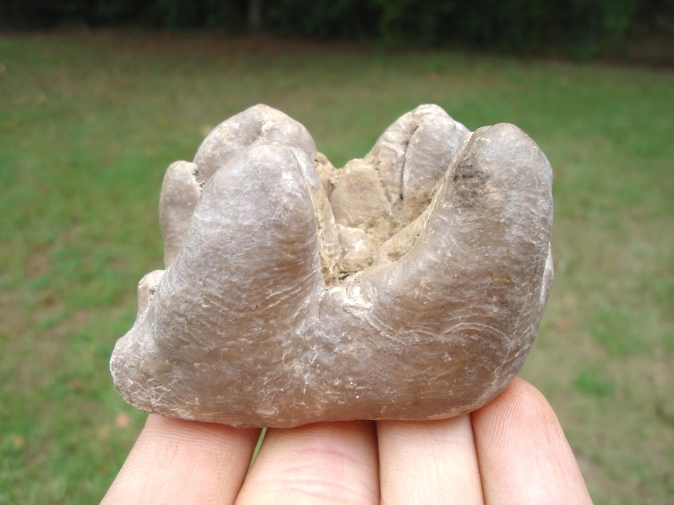 Large image 1 Uncommon Bone Valley Gomphothere Tooth