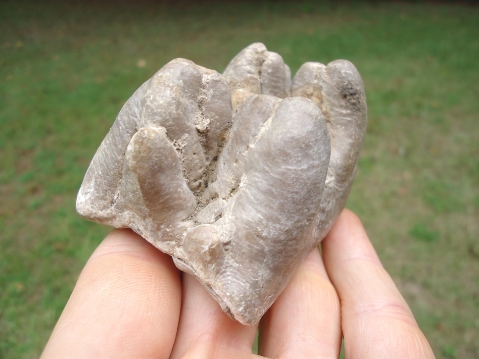 Large image 4 Uncommon Bone Valley Gomphothere Tooth