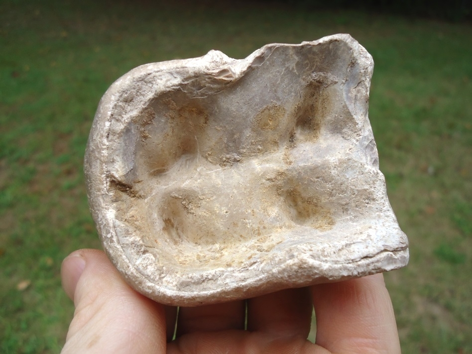 Large image 6 Uncommon Bone Valley Gomphothere Tooth