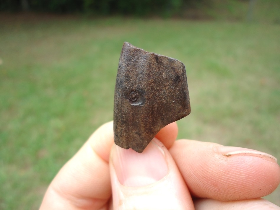 Large image 1 Unique Sub-Adult Giant Armadillo Tooth