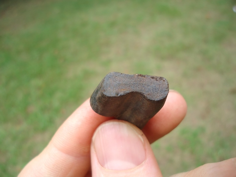 Large image 2 Unique Sub-Adult Giant Armadillo Tooth