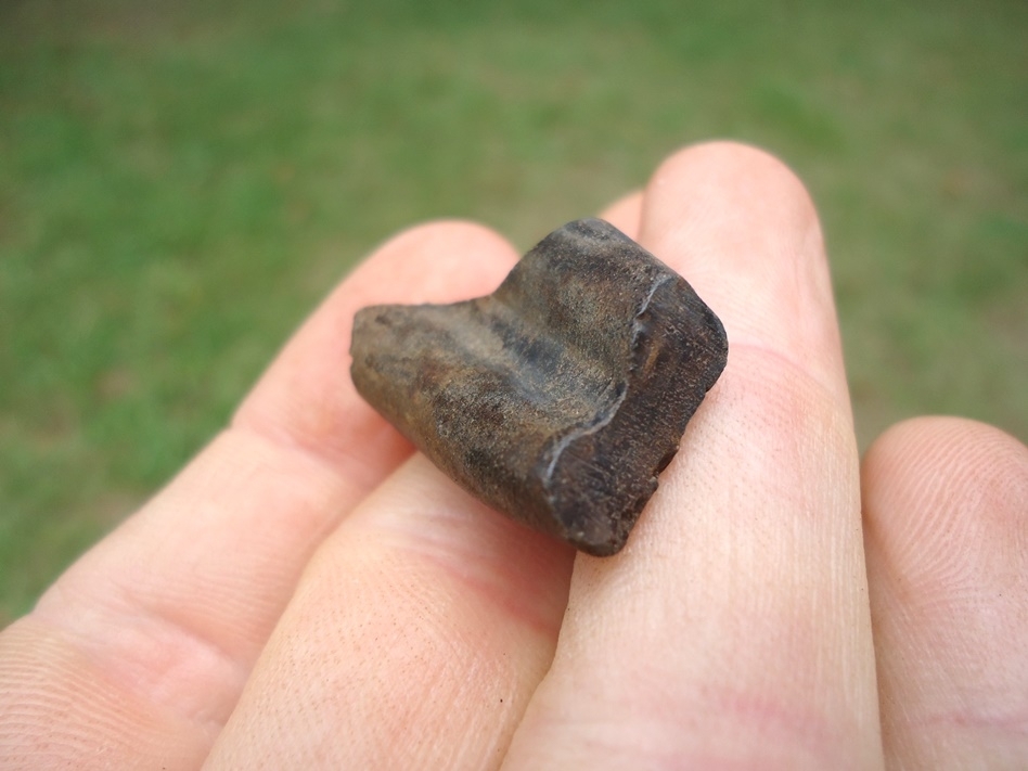 Large image 3 Unique Sub-Adult Giant Armadillo Tooth