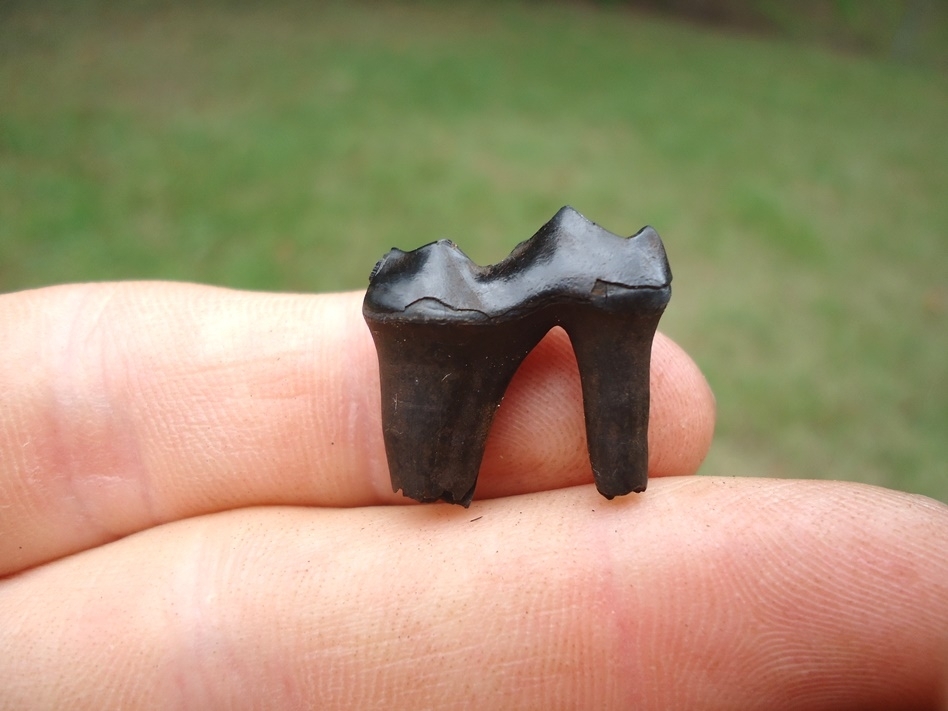 Large image 1 Rooted Black Bear Lower Premolar