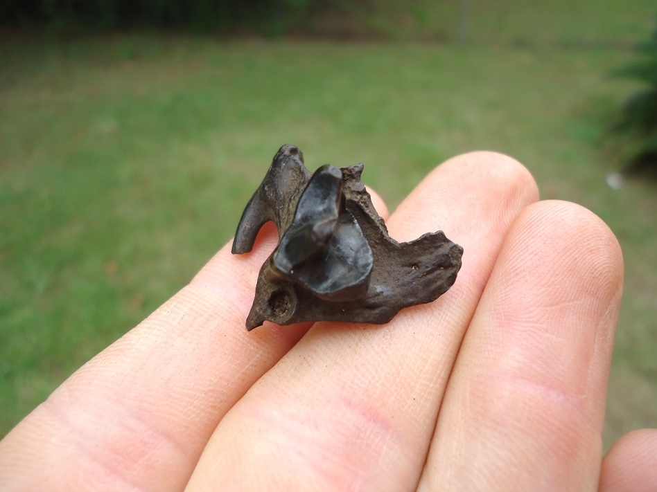 Large image 1 Otter Upper Carnassial in Section of Skull