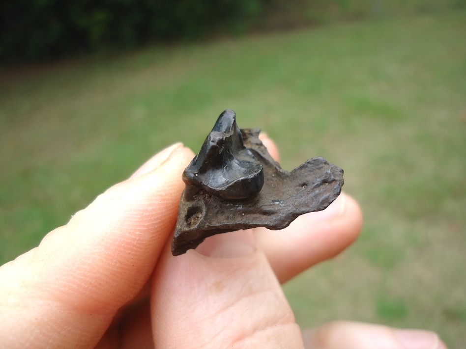 Large image 3 Otter Upper Carnassial in Section of Skull